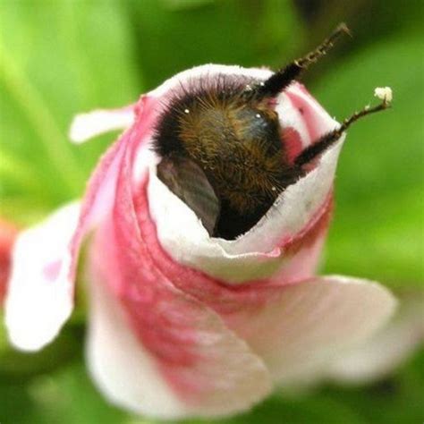 bumblebee butts